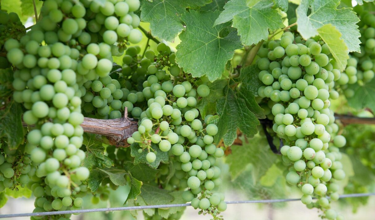 Private Taxi Tour to Boutari Winery from Heraklion – A Taste of Authentic Cretan Wine
