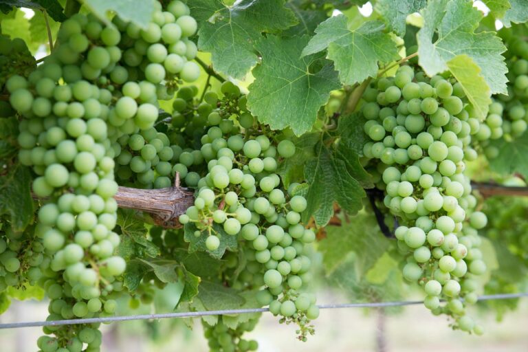 Private Taxi Tour to Boutari Winery from Heraklion – A Taste of Authentic Cretan Wine