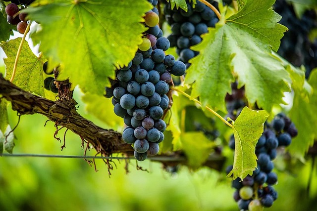 Wine tour from Heraklion to Boutari Winery
