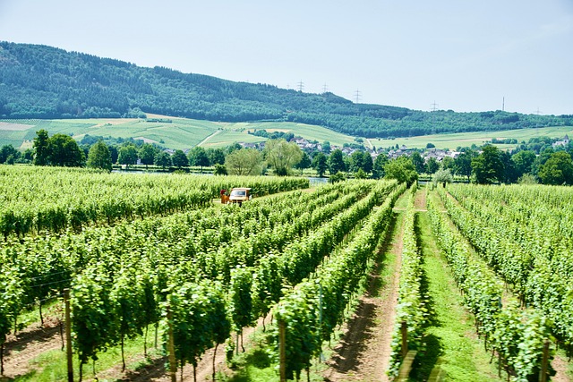 Wine tour from Heraklion to Boutari Winery
